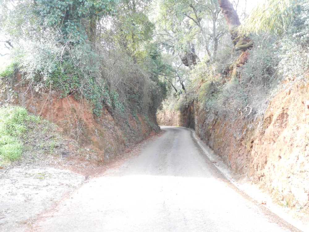 gontijas7