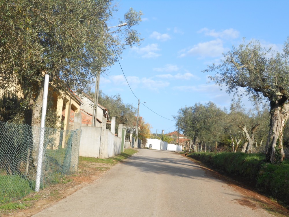 pinheiro3