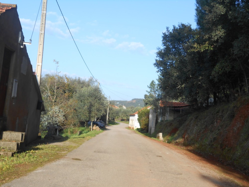 pinheiro4