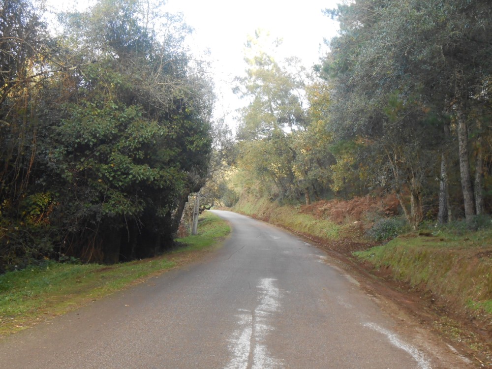pinheiro6