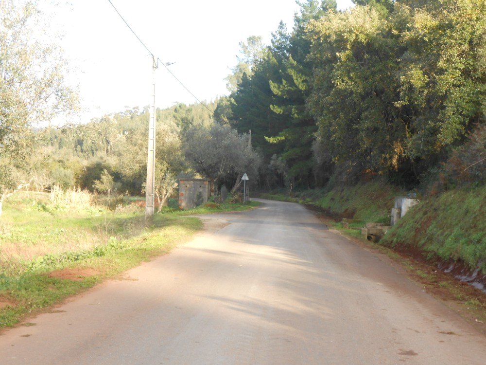 pinheiro7