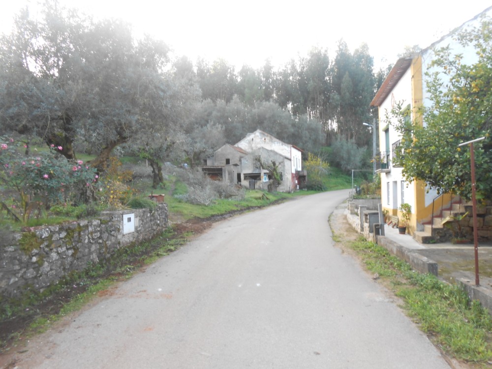 pinheiro8