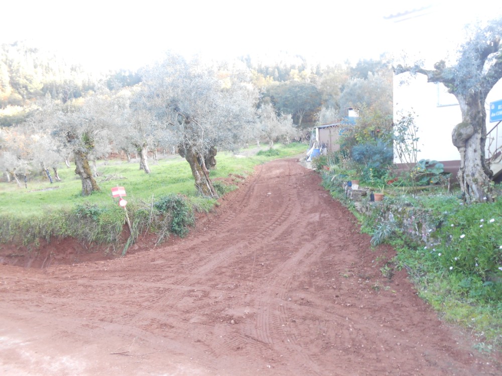 pinheiro9