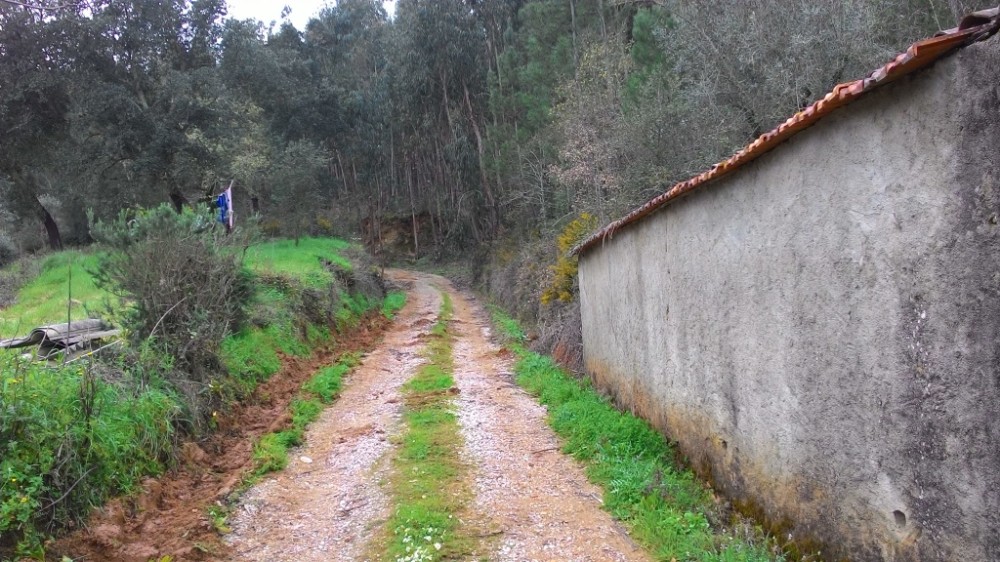 bijota 6