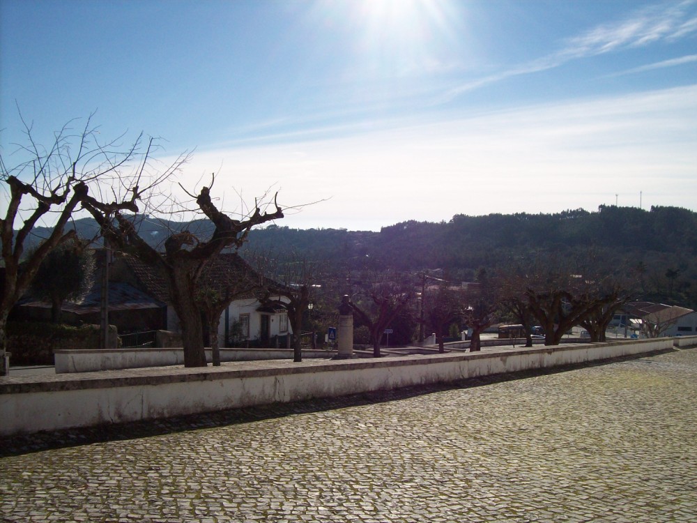 parvores 6