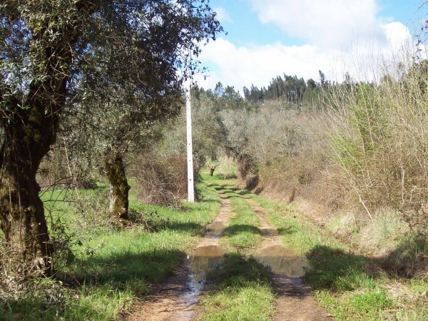 rcirios 5