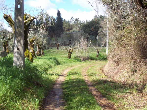 rcirios 6