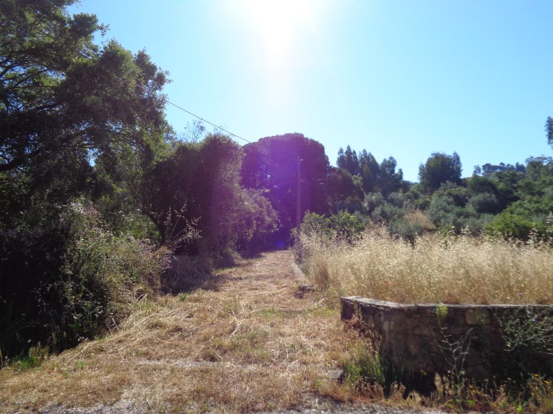 rarrifa3