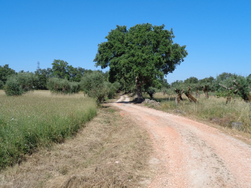rermeiro6