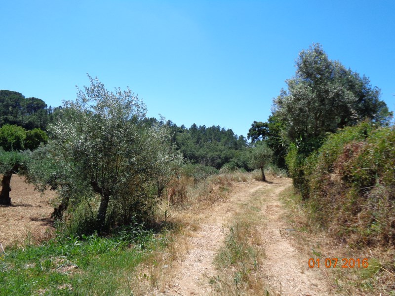 rppedra5