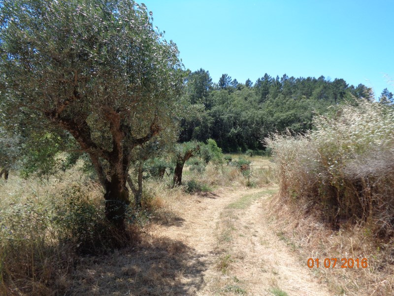 rppedra6