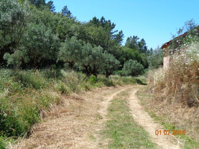 rppedra7