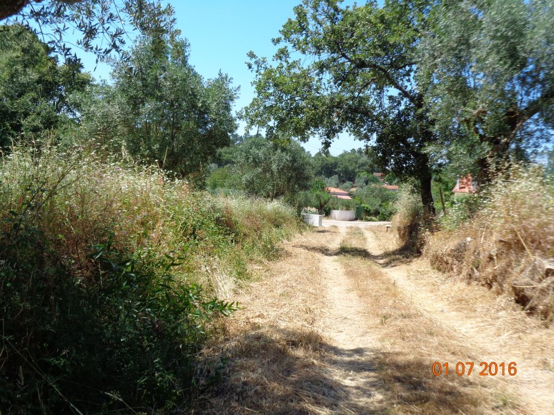 rppedra8