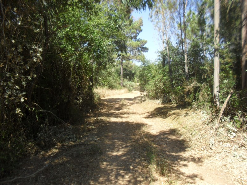 rrbica5