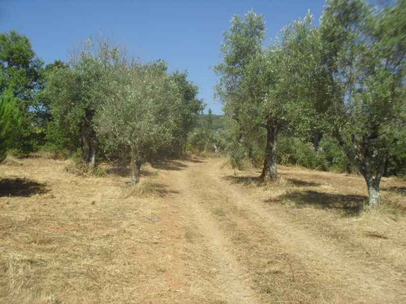 rrbica7