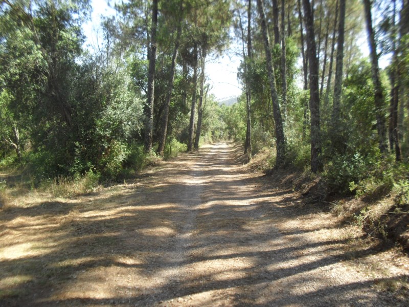 rvverde3
