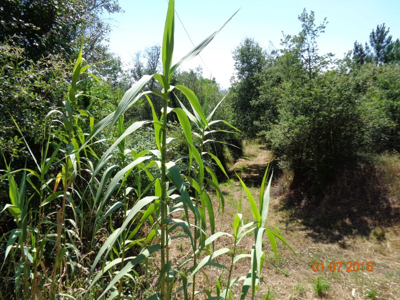 tgalegas2