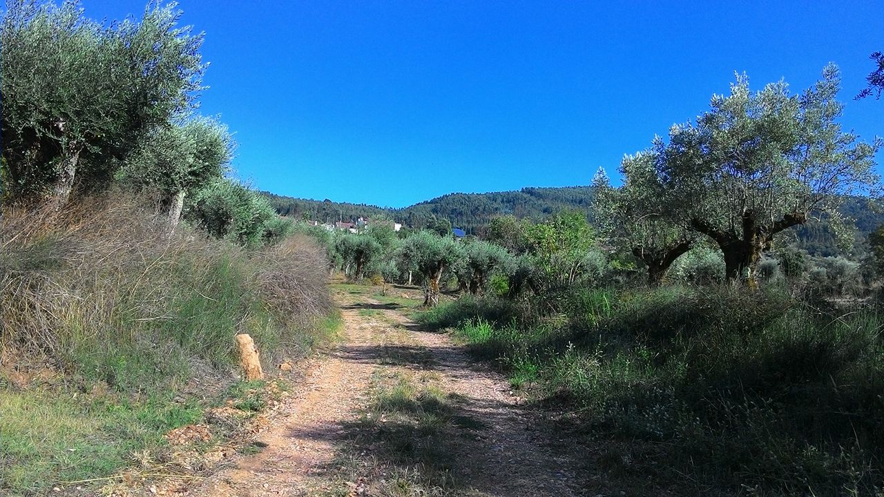 rfpedra 6