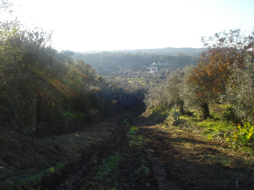 vverde36