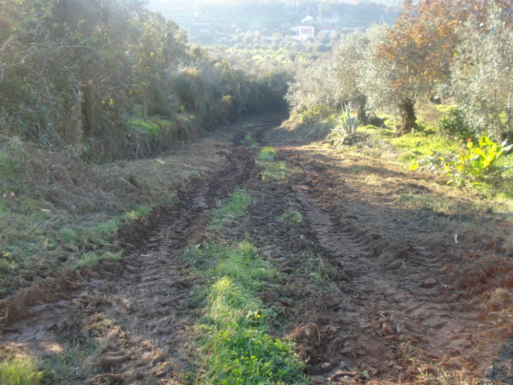 vverde37