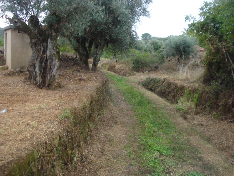 rcaleixo6