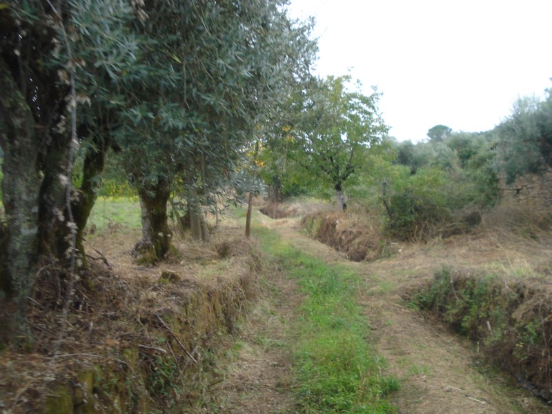 rcaleixo7