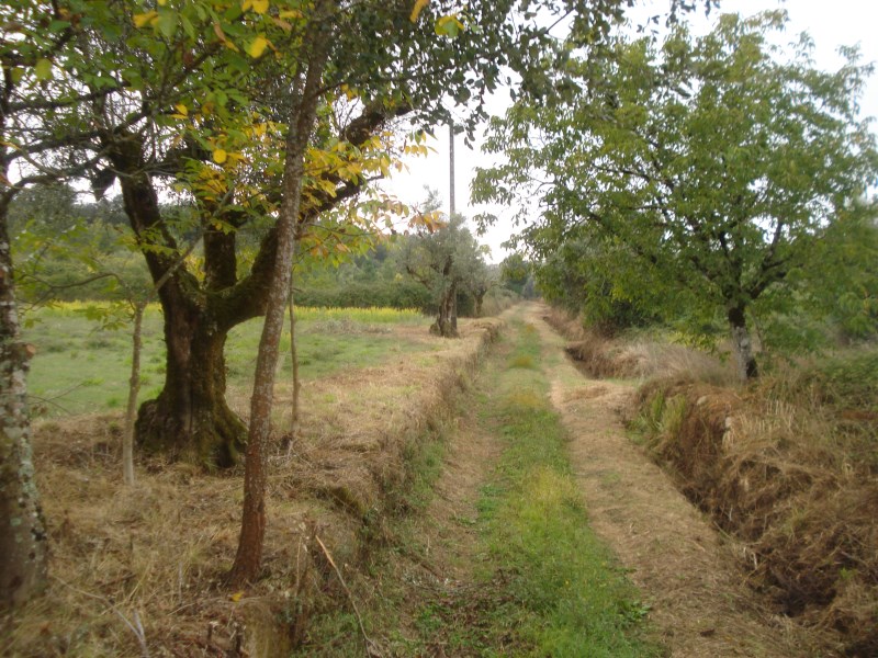 rcaleixo8