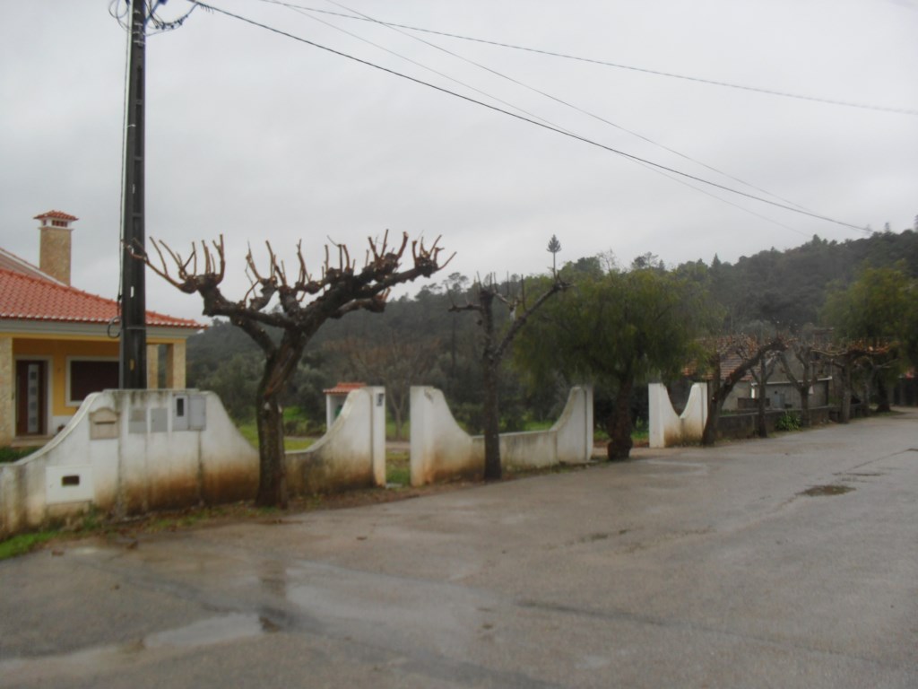arvores 10