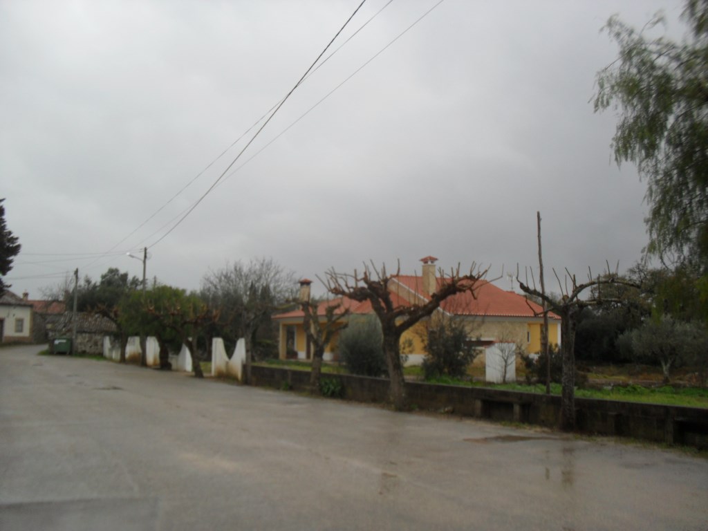 arvores 8