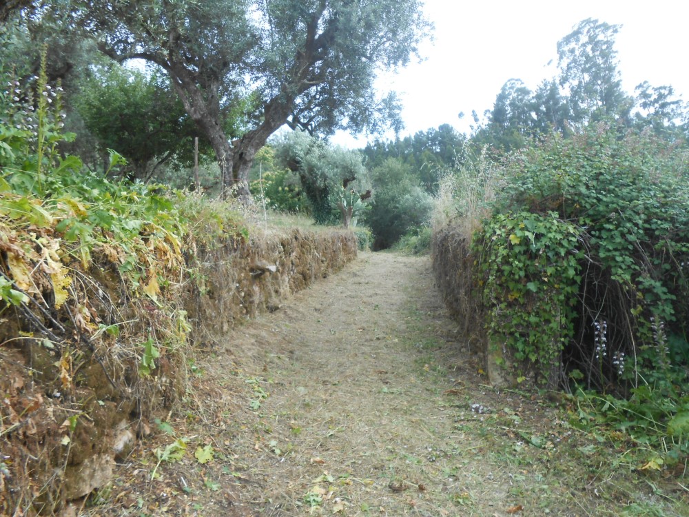 cpinheiro3