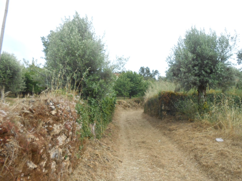 rispedro10