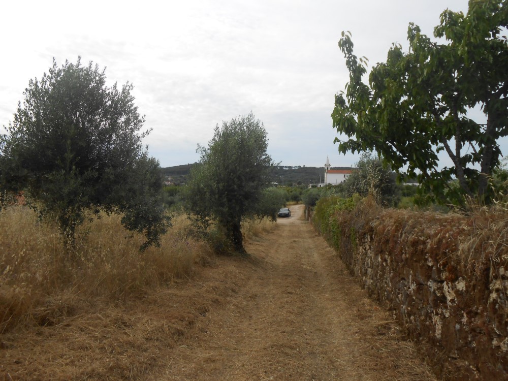 rispedro11