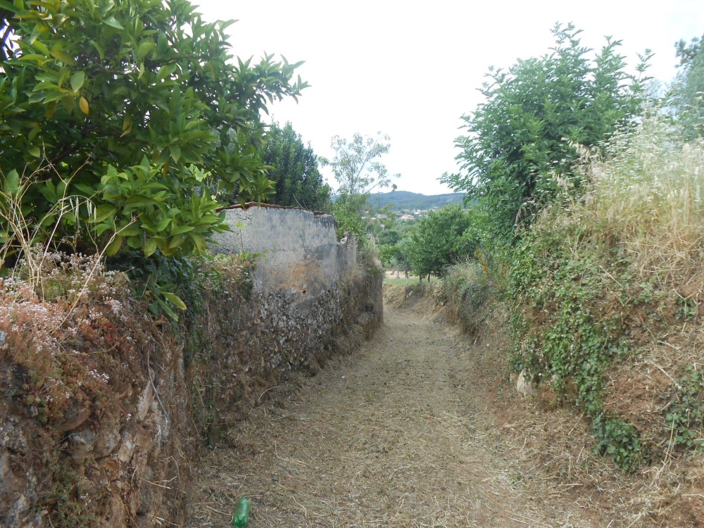 rispedro15
