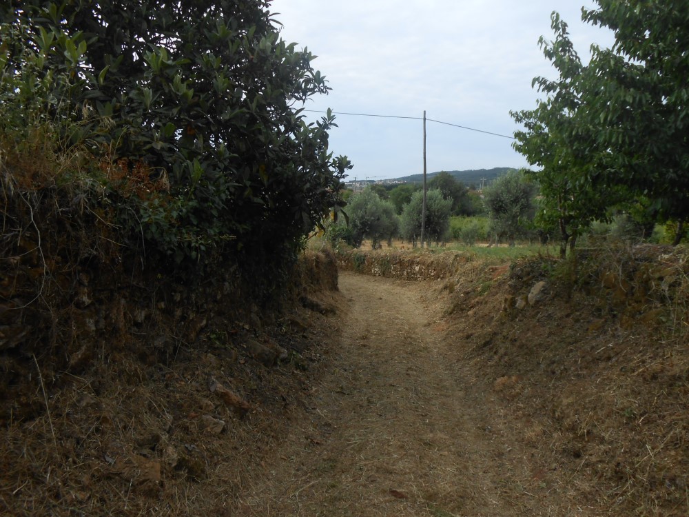 rispedro16