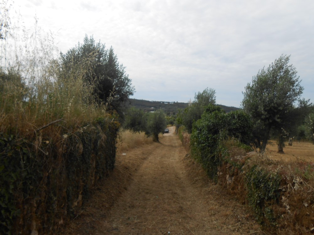 rispedro17