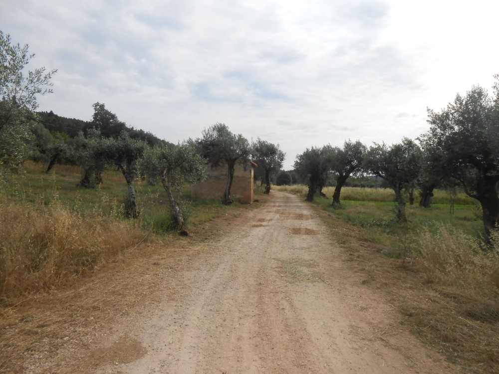rispedro18