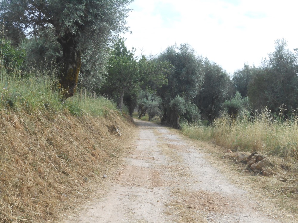 rispedro19