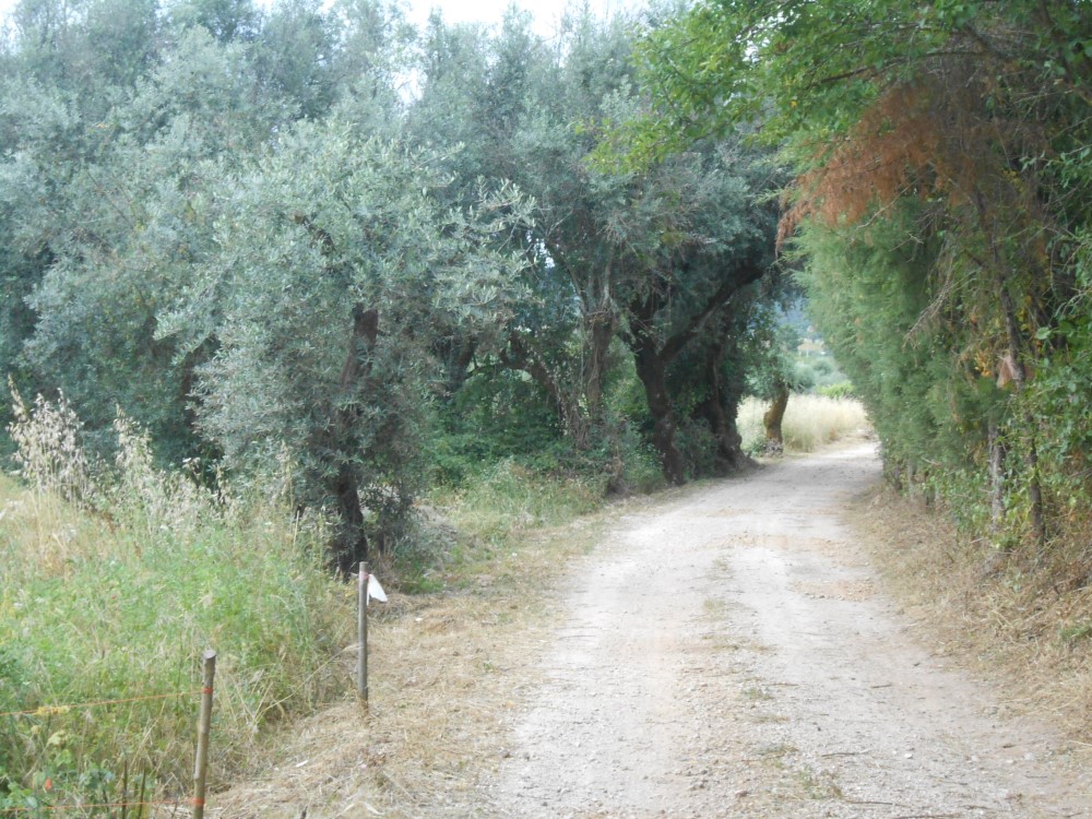 rispedro2
