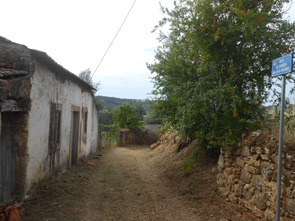 rispedro21