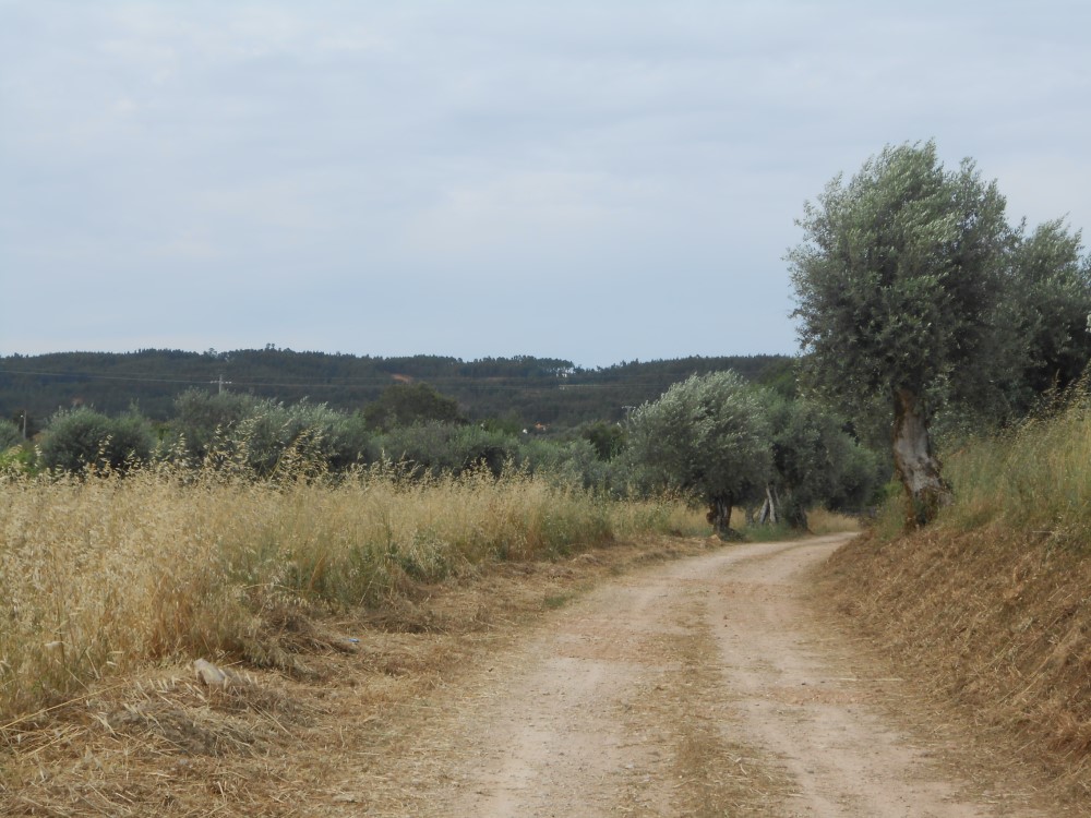 rispedro4