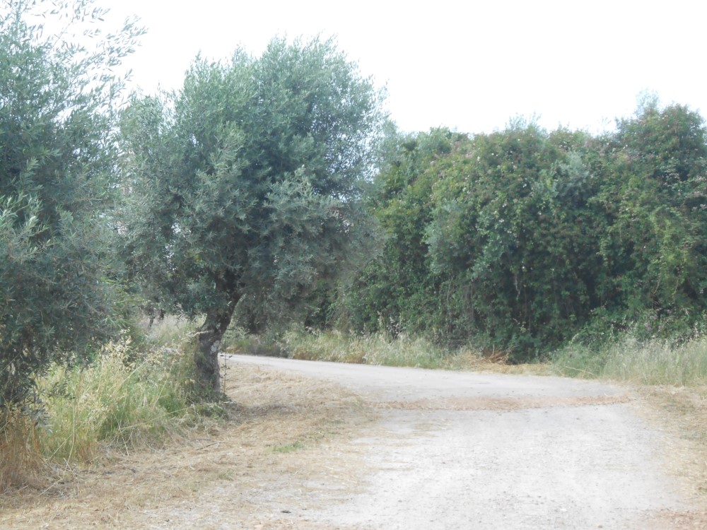 rispedro7