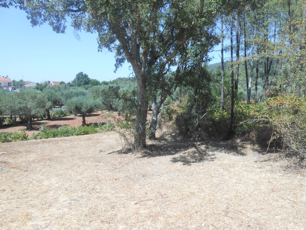 ncemiterio8