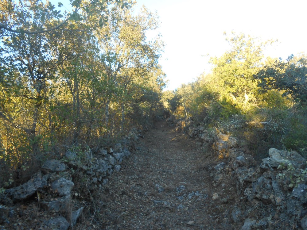 cmatos11