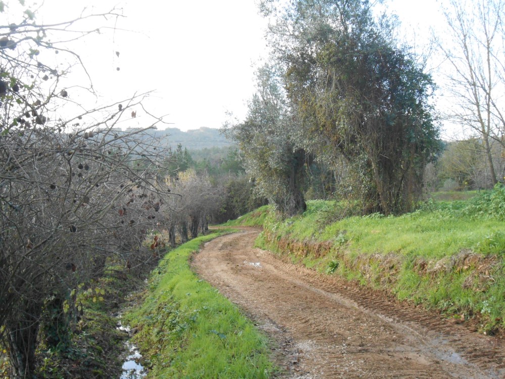 rfpedra4