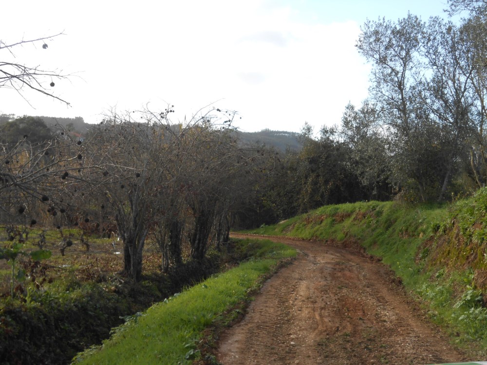 rfpedra5