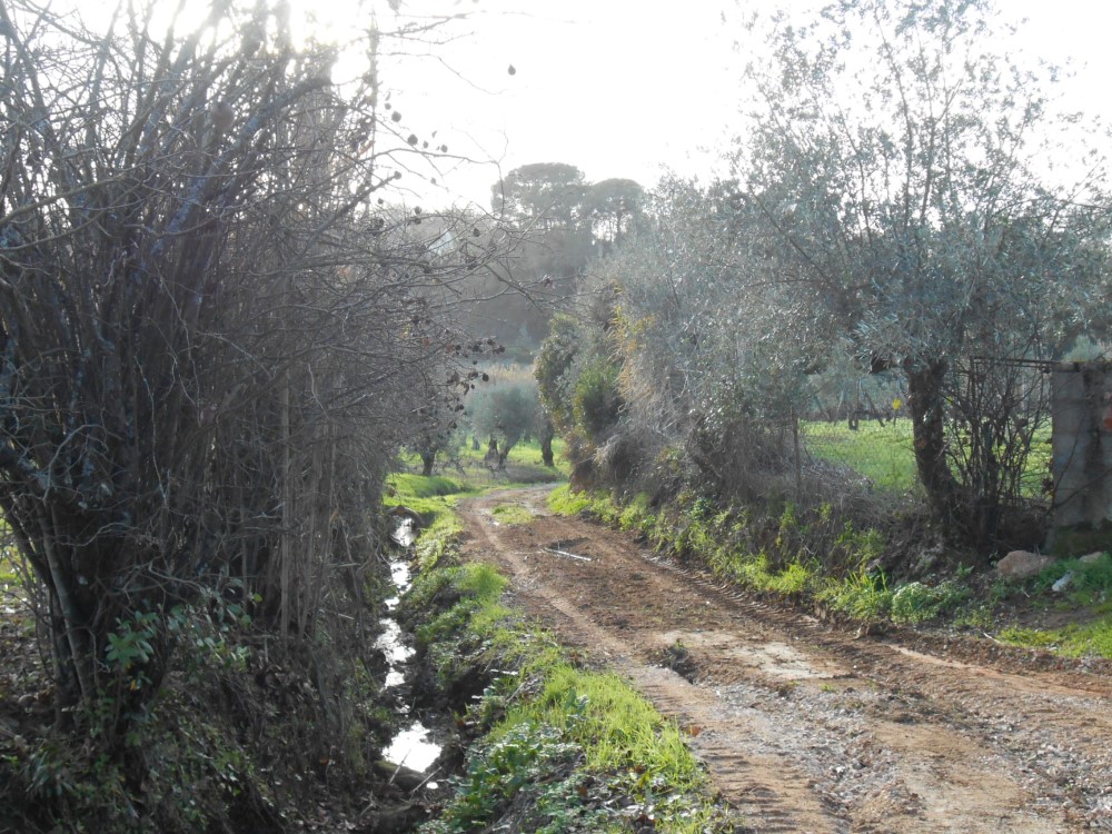rfpedra6