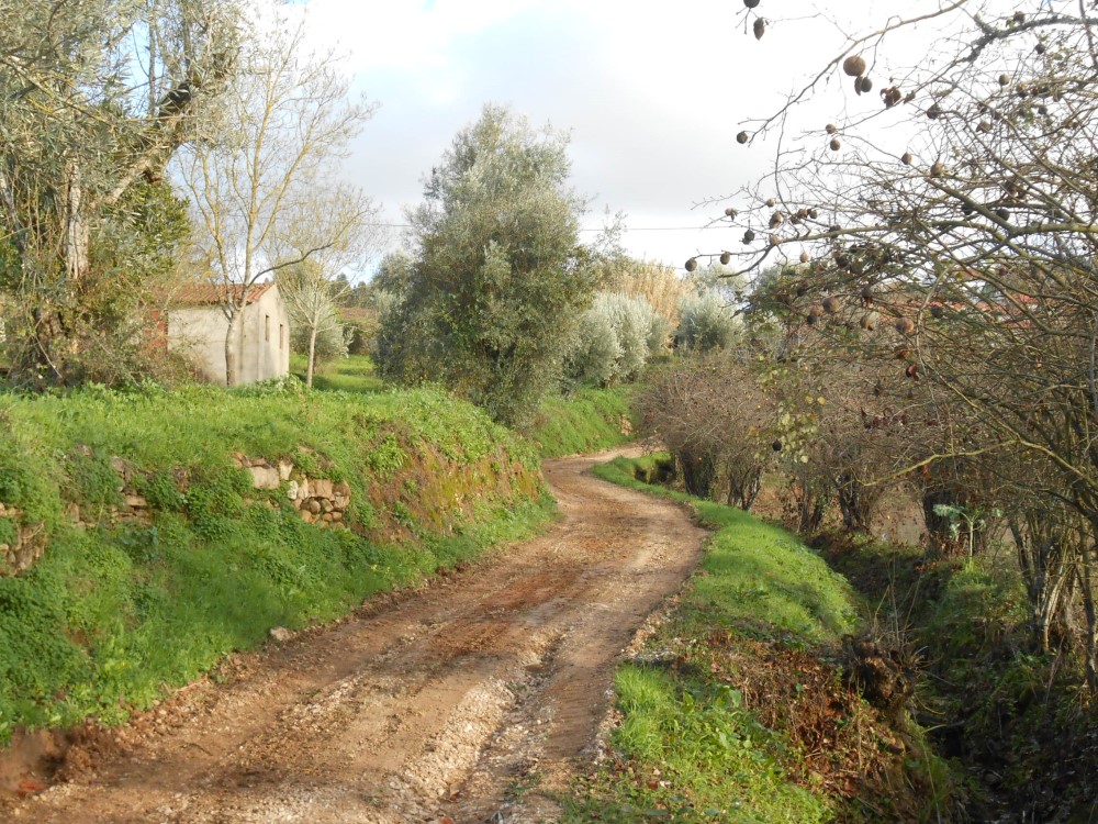 rfpedra7