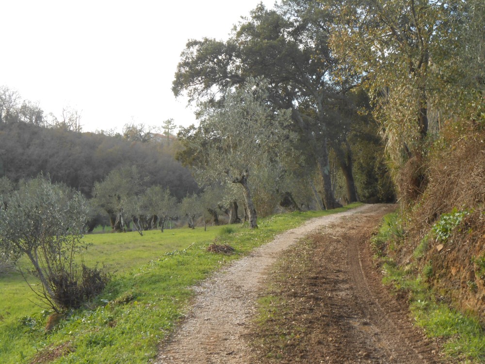 rfpedra8
