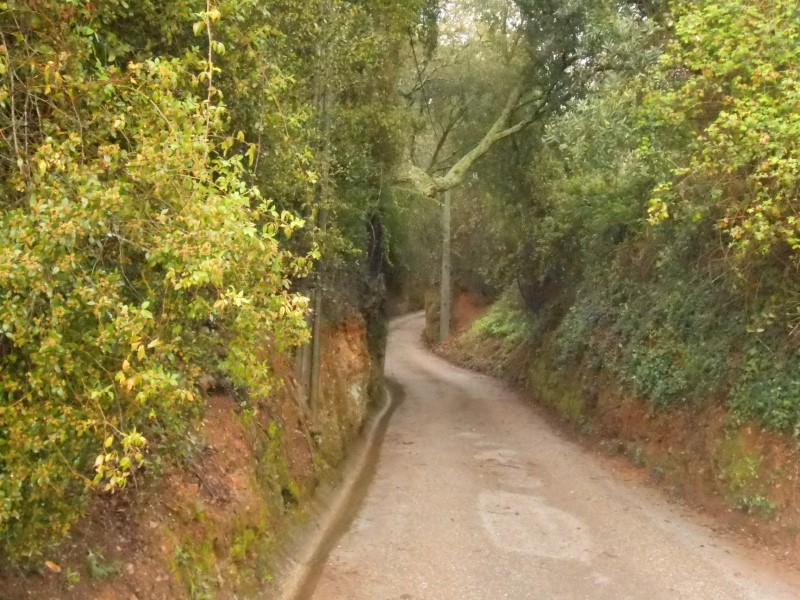 gontijas9