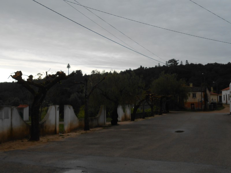 podaarvores5